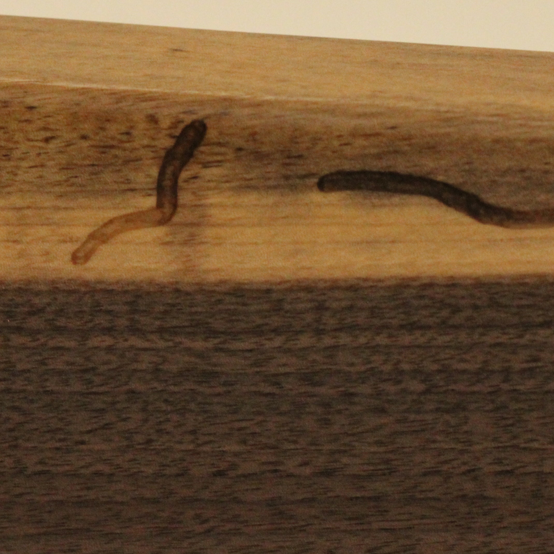 Wooden surface with two visible wormholes